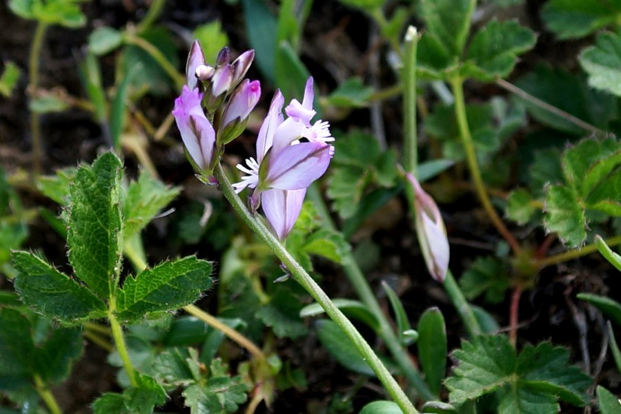 Polygala padulae / Poligala di Padula